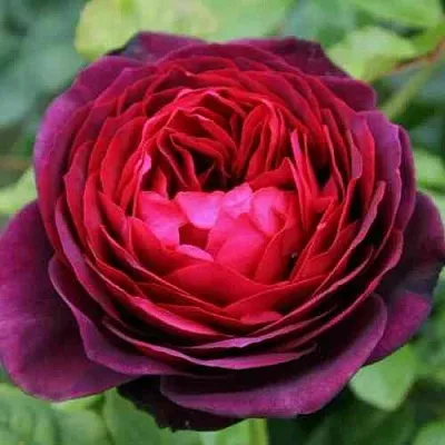 Саженцы роз АСТРИД ГРАФИН ФОН ХАРДЕНБЕРГ шраб в Смоленске