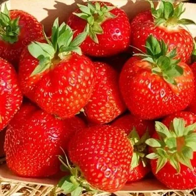 Клубника ЭЛЬСАНТА в Смоленске