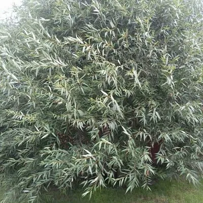 Ива СЕРЕБРИСТАЯ в Смоленске