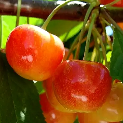 Черешня в Смоленске