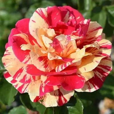 Саженцы роз ВАНИЛЛА ФРАЙЗ плетистая  Саженцы роз ВАНИЛЛА ФРАЙЗ плетистая в Смоленске