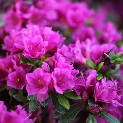 Азалия ХИРОКА японская  Азалия ХИРОКА японская в Смоленске