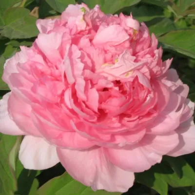 Пион ИМПЕРАТОРСКАЯ НАЛОЖНИЦА древовидный в Смоленске