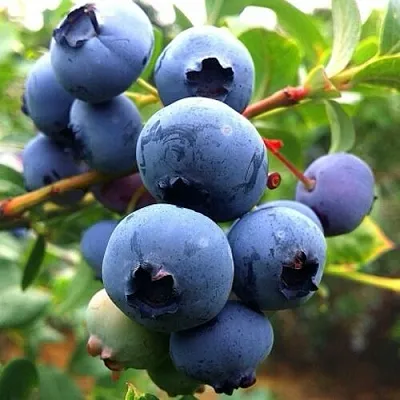 Голубика ДЮК  Голубика ДЮК в Смоленске