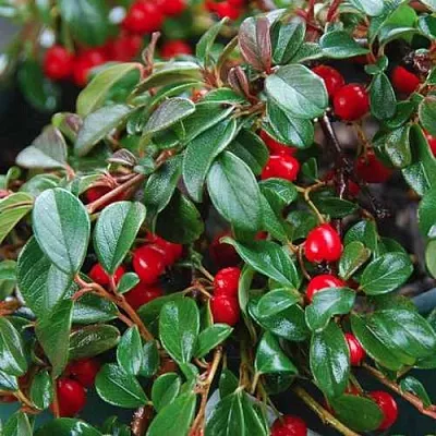 Кизильник Даммера в Смоленске