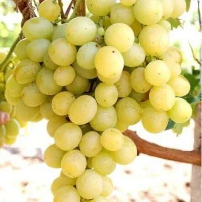 Виноград ТАЛИСМАН в Смоленске