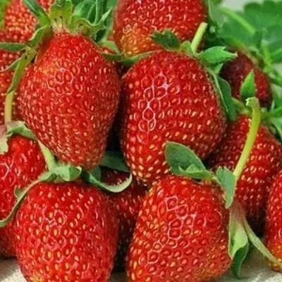 Клубника АЛЬБИОН ремонтантная — описание сорта Клубника АЛЬБИОН ремонтантная в Смоленске