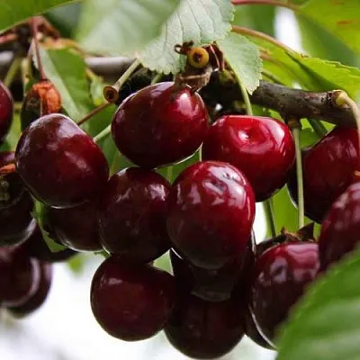 Вишня НОВОДВОРСКАЯ  Вишня НОВОДВОРСКАЯ в Смоленске