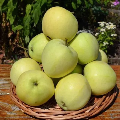 Яблоня ПАПИРОВКА в Смоленске