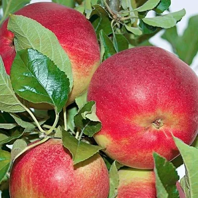 Яблоня СЕНАТОР колонновидная  Яблоня СЕНАТОР колонновидная в Смоленске