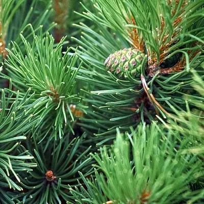 Сосна Сосна в Смоленске