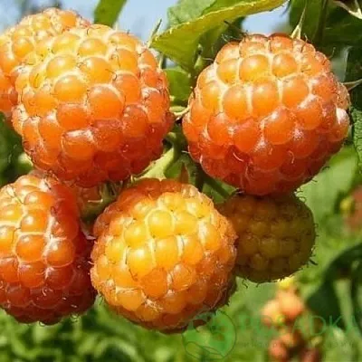 Малина КУМБЕРЛЕНД желтая  Малина КУМБЕРЛЕНД желтая в Смоленске