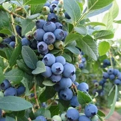 Голубика ЭЛЛИОТ  Голубика ЭЛЛИОТ в Смоленске