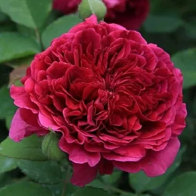 Саженцы роз ТЕСС ОФ ЗЕ ДЭРБЕРВИЛЛЬ английская в Смоленске