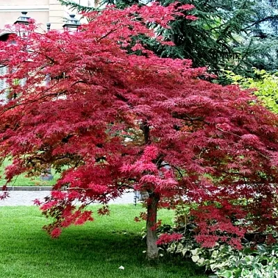 Клен пальмолистный  Клен пальмолистный в Смоленске
