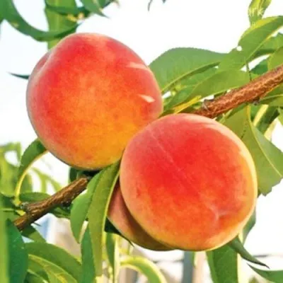 Персик ОНТАРИО — описание сорта Персик ОНТАРИО в Смоленске