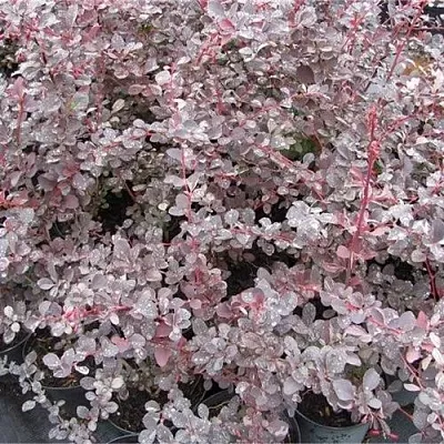 Барбарис СИЛЬВЕР МИЛЕС оттавский   Барбарис СИЛЬВЕР МИЛЕС оттавский  в Смоленске