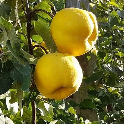 Айва МАРИЯ в Смоленске