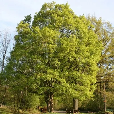 Клен полевой в Смоленске