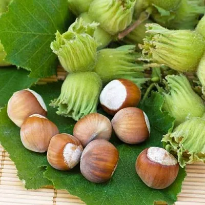 Фундук КРЕПКИЙ ОРЕШЕК в Смоленске