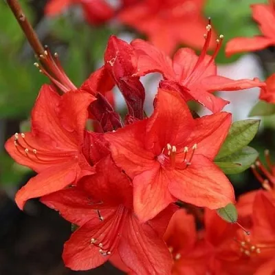 Азалия ПАРКФАЕР листопадная  Азалия ПАРКФАЕР листопадная в Смоленске