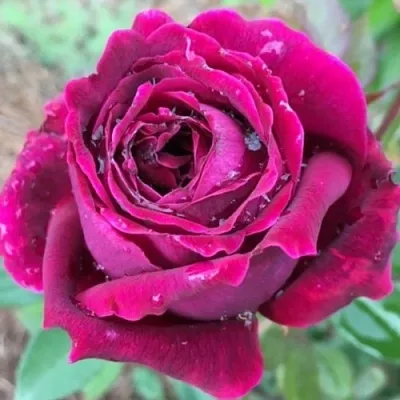 Саженцы роз РОЯЛ ПАЛАС японская в Смоленске