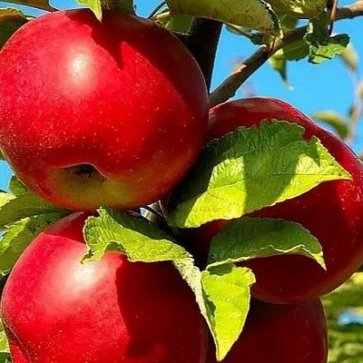 Зимние сорта в Смоленске