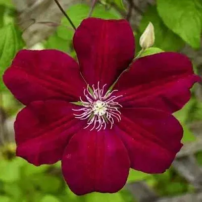 Клематис РУЖ КАРДИНАЛ в Смоленске