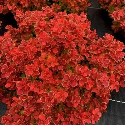 Барбарис РЕД ХОТ ЧИЛИ тунберга  Барбарис РЕД ХОТ ЧИЛИ тунберга в Смоленске