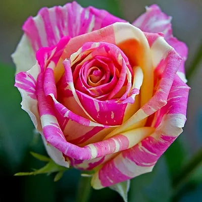 Саженцы роз ФИЕСТА чайно-гибридная  Саженцы роз ФИЕСТА чайно-гибридная в Смоленске