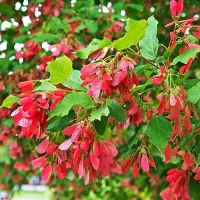 Клен татарский в Смоленске