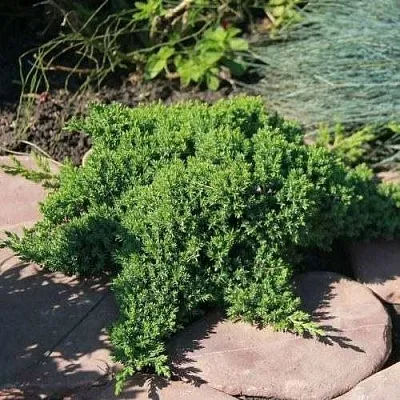 Можжевельник АВАСИ лежачий  Можжевельник АВАСИ лежачий в Смоленске