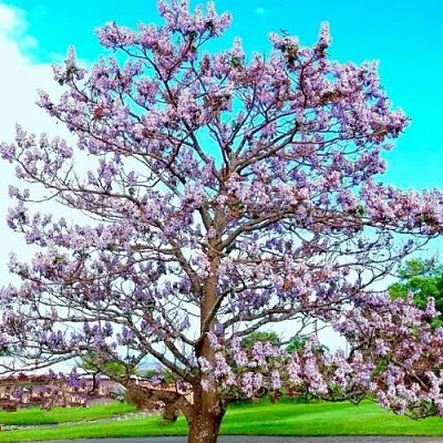 Павловния  Павловния в Смоленске