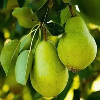 Груша СЕВЕРЯНКА колонновидная  Груша СЕВЕРЯНКА колонновидная в Смоленске