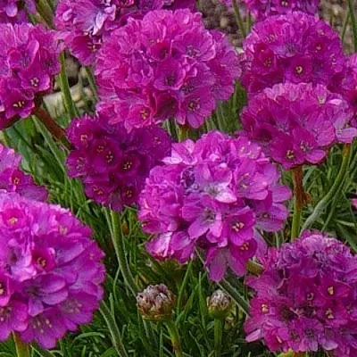 Армерия МОНИНГ СТАР ДИП РОУЗ  Армерия МОНИНГ СТАР ДИП РОУЗ в Смоленске