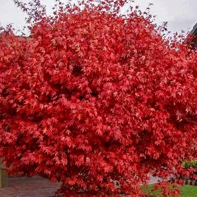 Клен гиннала  в Смоленске