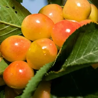 Дюк (черевишня) БЕЛОЧКА в Смоленске