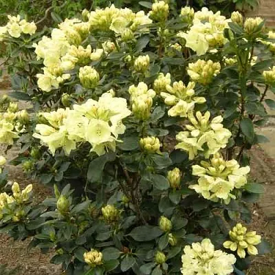 Рододендрон ГОЛДКРОН  Рододендрон ГОЛДКРОН в Смоленске