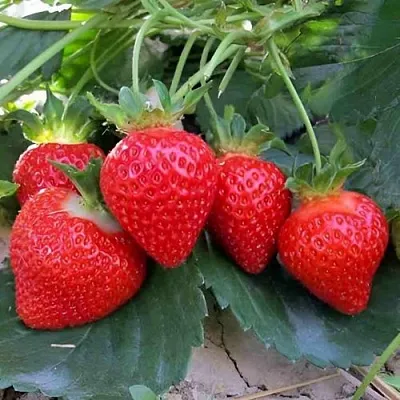 Клубника ТЕА в Смоленске