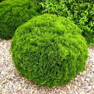 Туя ДАНИКА западная  Туя ДАНИКА западная в Смоленске