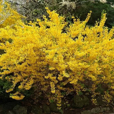 Форзиция ГОЛДЗАУБЕР средняя в Смоленске