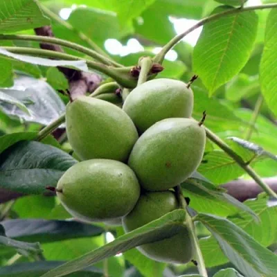 Орех маньчжурский МИЧУРИНЕЦ  Орех маньчжурский МИЧУРИНЕЦ в Смоленске