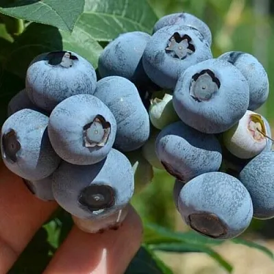 Голубика НЕЛЬСОН  Голубика НЕЛЬСОН в Смоленске