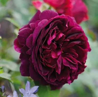 Саженцы роз МАНСТЕД ВУД английская  Саженцы роз МАНСТЕД ВУД английская в Смоленске