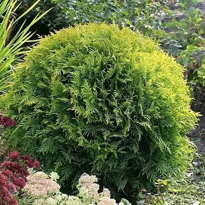 Туя ЕЛЛОУ ГЛОБ западная  Туя ЕЛЛОУ ГЛОБ западная в Смоленске