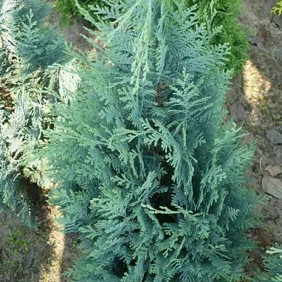 Кипарисовик КОЛУМНАРИС лавсона в Смоленске