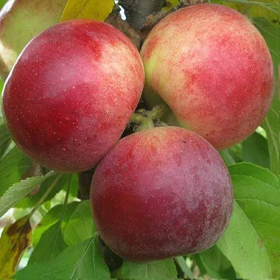 Яблоня БАЛЕРИНА ФЛАМЕНКО колонновидная в Смоленске