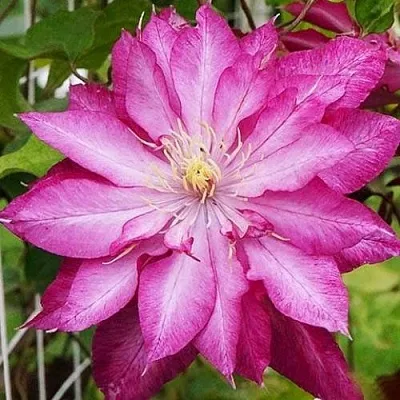 Клематис КАЕН в Смоленске