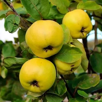 Айва ЯБЛОКОВИДНАЯ в Смоленске