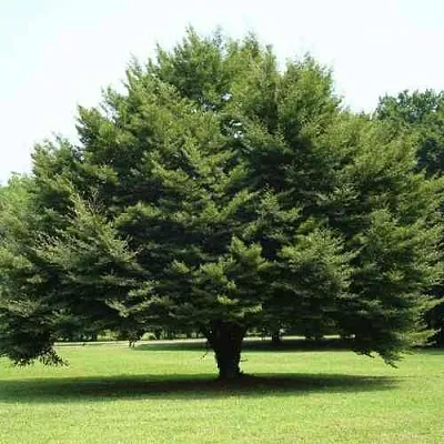 Бук обыкновенный  Бук обыкновенный в Смоленске